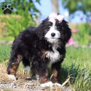 Linsey, Mini Bernedoodle Puppy